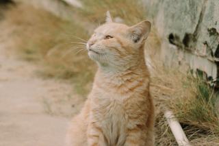 Chaises Mia Zuiver : lot de 2 armchairs restaurant