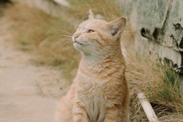 Chaises Mia Zuiver : lot de 2 armchairs design hôtel