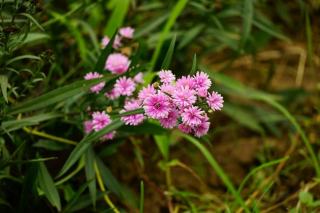 Plaids Aster Zuiver lot de 4 : plaid déco chambre hôtel