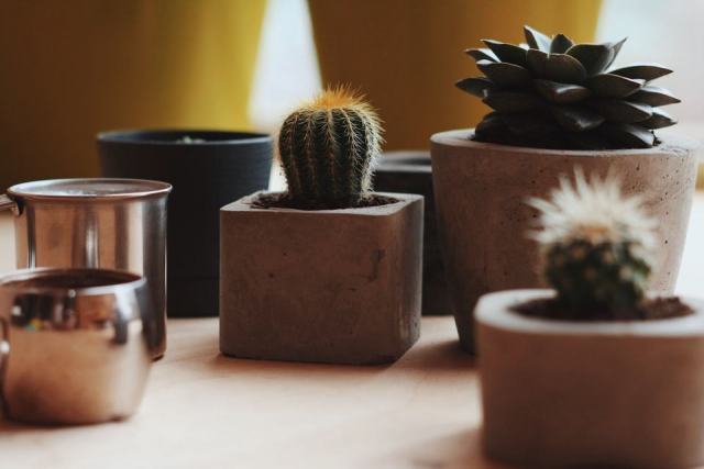 Set 3 cactus avec pot : décoration végétale chambre hôtel Set 3 cactus avec pot : décoration végétale chambre hôtel