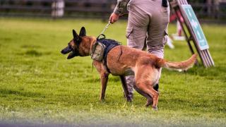 chien sécurité